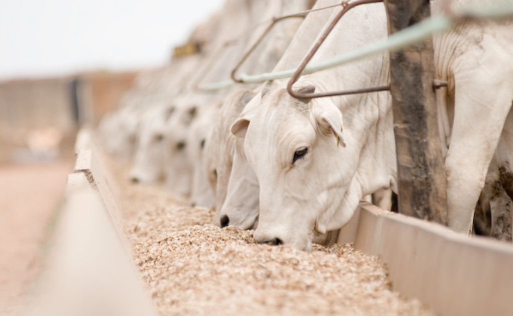 Cattle 11