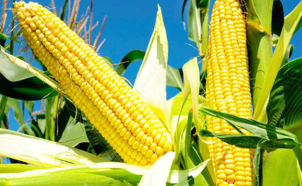corn 11