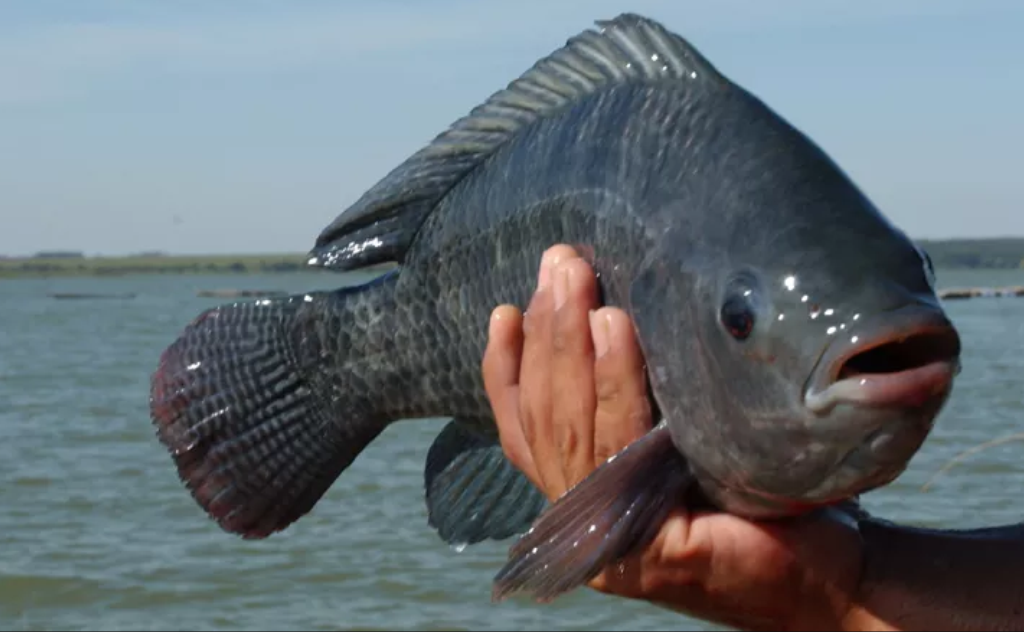 fish_farm 11